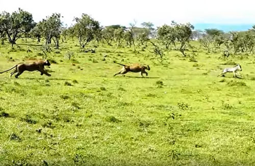 CLIP: Ngựa vằn non lạc mẹ "chạm mặt" sư tử và cái kết