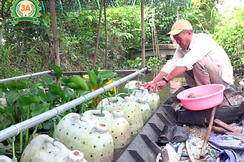 CLIP: Làm giàu từ mô hình nuôi lươn độc đáo, cho thu nhập cao