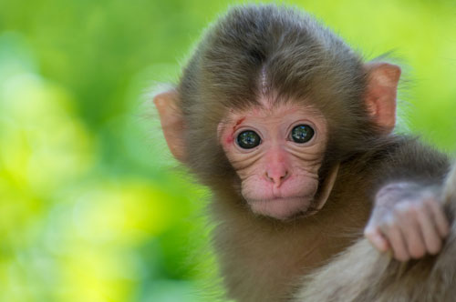 Sau tháng 1 Âm lịch, những con giáp này chắc chắn phát tài, tiền bạc đầy két