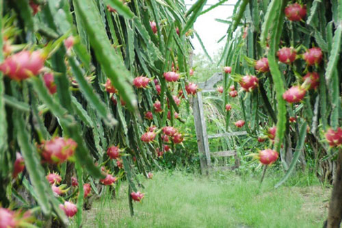 Thanh long bất ngờ tăng giá và khan hiếm