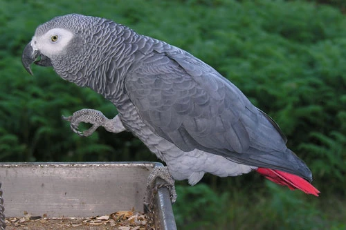 African Grey Parrot – Vẹt Xám Châu Phi.