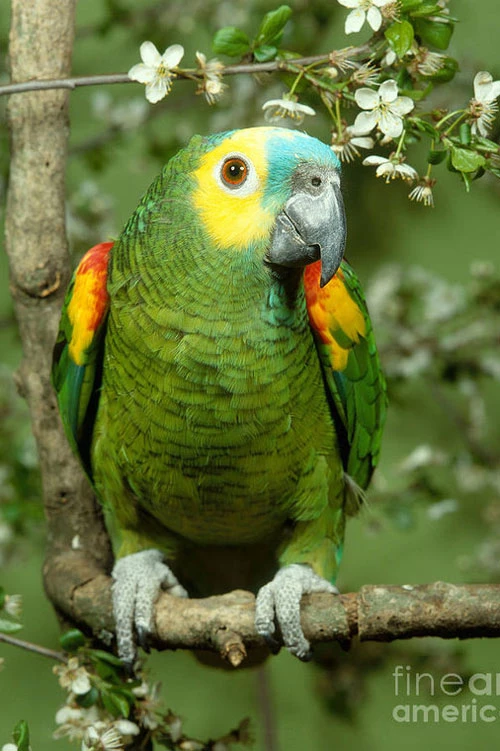 Blue-fronted Amazon Blue-fronted Amazon