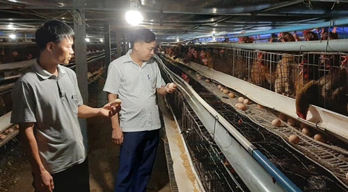 Bên trong trang trại gà của anh Nguyễn Văn Hảo.
