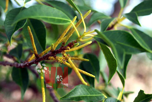 Loài cây gây sẩy thai, "giết" người chóng vánh ở Việt Nam