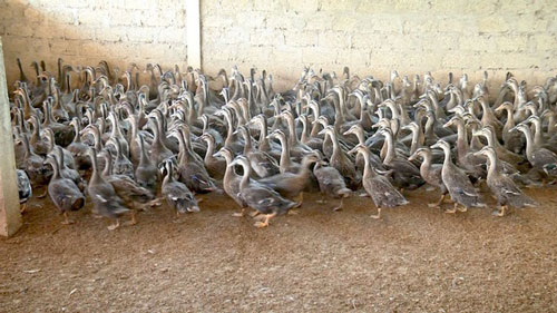 Nghệ An: Làm giàu nhờ nuôi... vịt trời