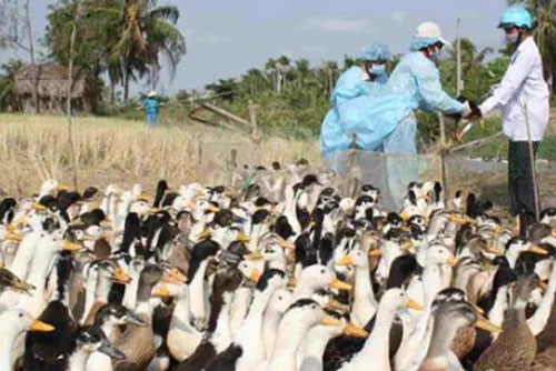Trà Vinh tiêu hủy gần 1.000 con gia cầm nhiễm cúm A/H5N1