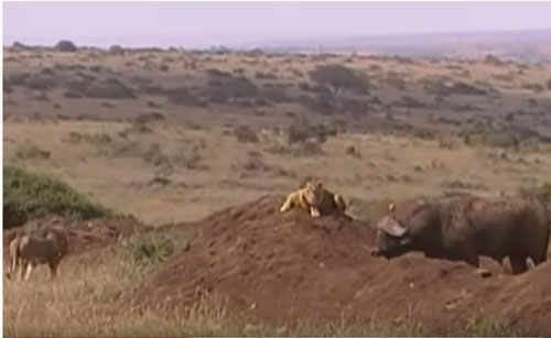 CLIP: Hai con sư tử bỏ chạy hoảng loạn khi bị trâu rừng tấn công