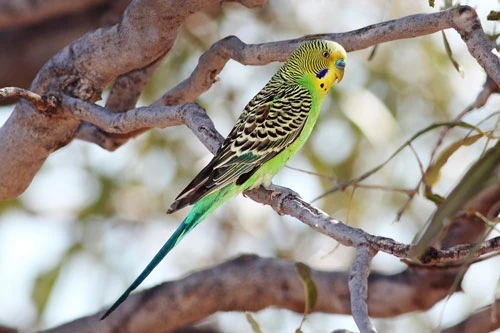 Budgerigar – Vẹt Yến Phụng Budgerigar – Vẹt Yến Phụng