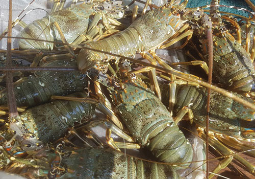 Tôm hùm xanh rớt giá chưa từng thấy, tại Khánh Hòa còn 600 ngàn đồng/kg