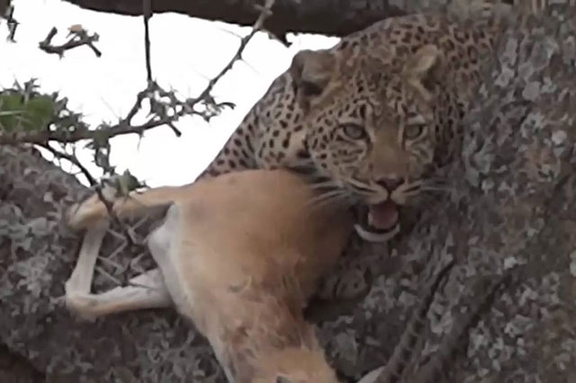 Cận cảnh cuộc ác chiến kinh hoàng giành xác linh dương của báo hoa mai