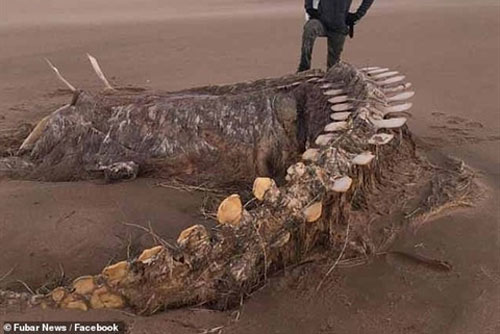 Xương quái vật khổng lồ dạt vào bờ: Tranh luận lớn