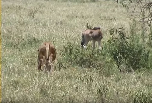 CLIP: Linh dương non lạc mẹ bỏ mạng dưới nanh vuốt sư tử