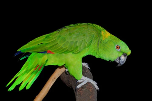 Yellow-naped Amazon – Vẹt gáy vàng