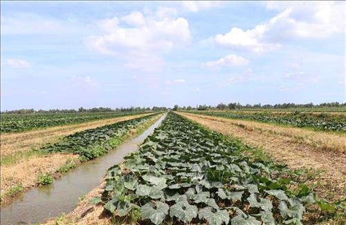 Trà Vinh khuyến khích chuyển diện tích lúa thiếu nước tưới sang trồng hoa màu