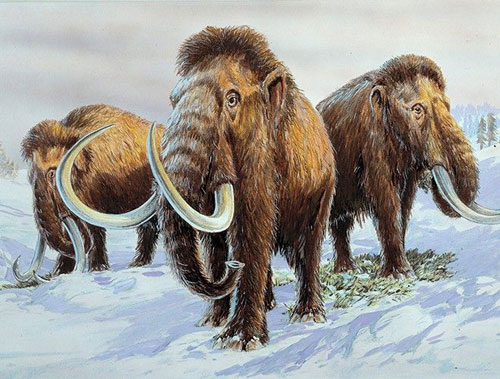 Cận cảnh "thợ săn" đào tìm ngà voi ma mút trong lớp băng vĩnh cửu ở Nga