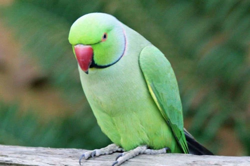 Indian Ring Parakeet