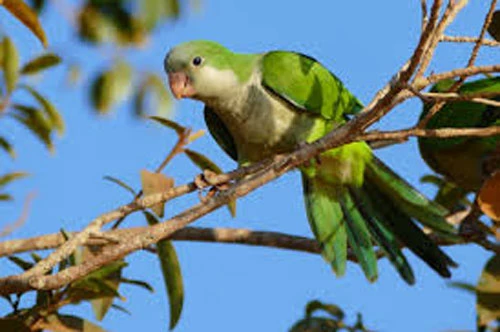 Monk Parakeet Monk Parakeet