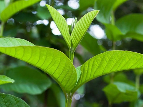 Lá ổi trị tiểu đường: Bài thuốc dân gian an toàn, hiệu quả