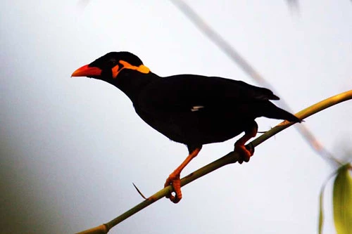 Hill Myna - Yểng Hill Myna - Yểng