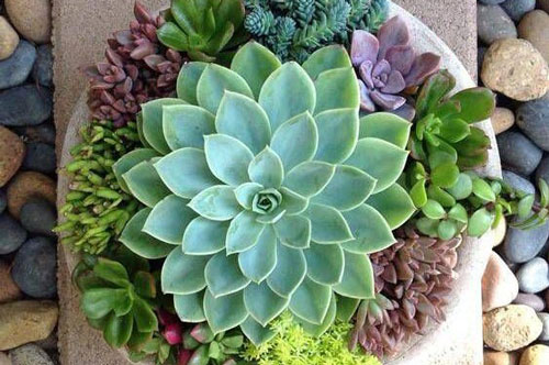 Loại cây phong thủy "lấy lòng" thần Tài, đặt trong nhà là "gọi lộc về", sáng ra mở mắt đã trúng lớn