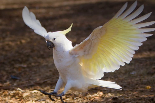 Cockatoo – Vẹt mào Cockatoo – Vẹt mào
