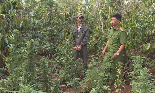Đắk Lắk: Người đàn ông trồng cần sa trên rẫy cà phê, tích mìn tự chế trong nhà