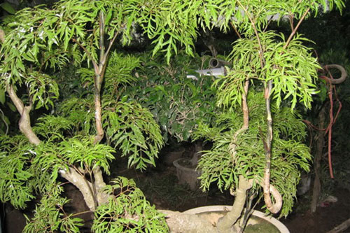 Cây đinh lăng - vị thuốc quý của người nghèo