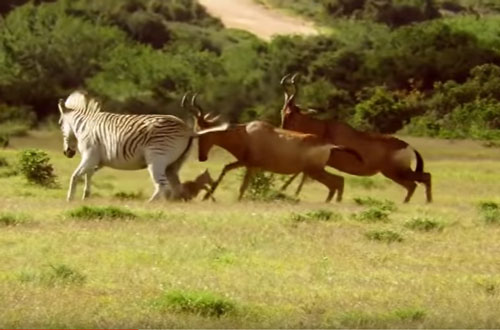 CLIP: Ngựa vằn "nổi điên" tấn công linh dương Senegal mới sinh