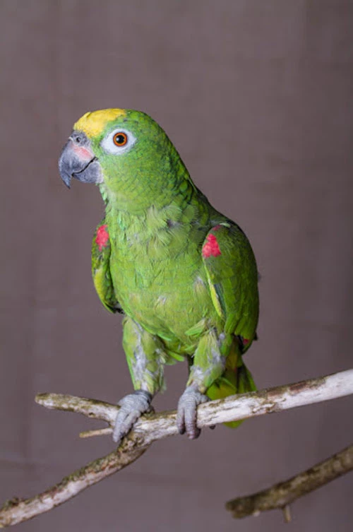 Vẹt Yellow-crowned Amazon Vẹt Yellow-crowned Amazon
