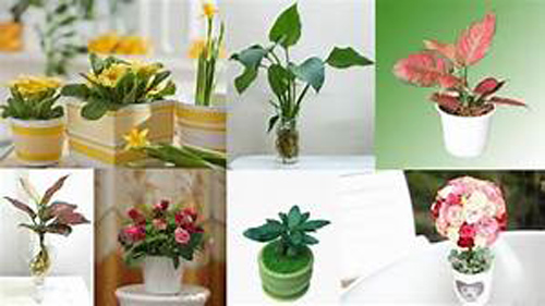 Sợ gì năm tuổi, gia chủ tuổi tý sắm ngay những loại cây hợp mệnh, đem lại tiền tài