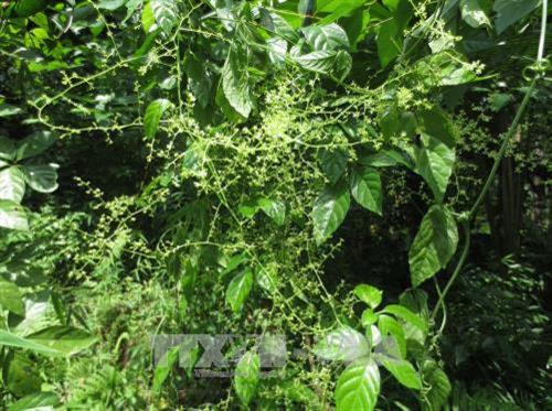 Thanh Hóa chuyển đổi nhiều diện tích đất nông nghiệp kém hiệu quả sang trồng cây dược liệu