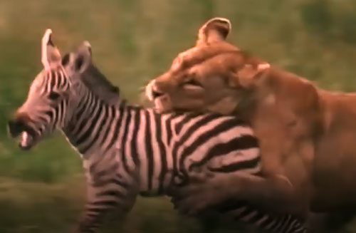 CLIP: Ngựa vằn non bỏ mạng dưới nanh vuốt sư tử
