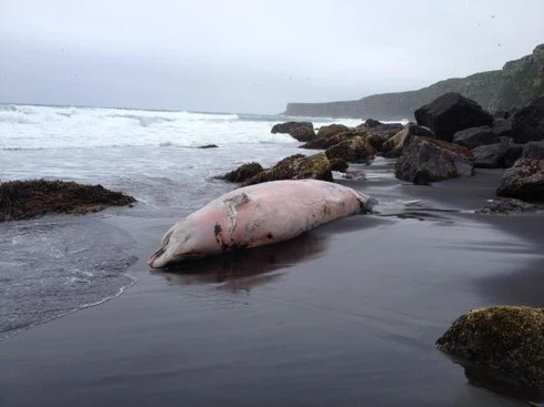 Hình ảnh xác cá voi lạ được tìm thấy trên bãi biển ở St. George, Alaska