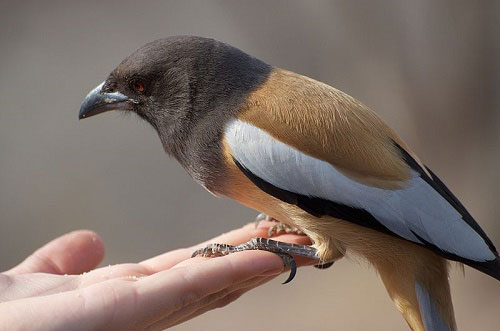 Nếu phát hiện trong nhà có những dấu hiệu này thì bạn sắp giàu to, 'tiền đè ngộp thở'