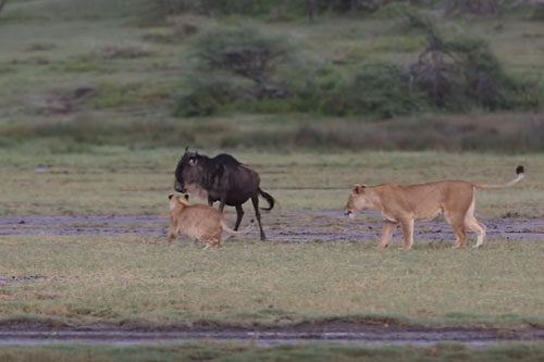 CLIP: Linh dương đầu bò trong vòng vây đàn sư tử và cái kết
