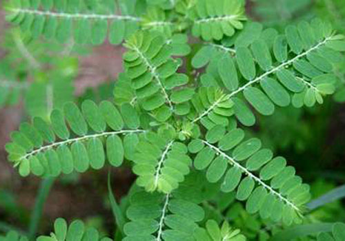 Tự chữa mụn nhọt, mẩn ngứa với cây lá vườn nhà