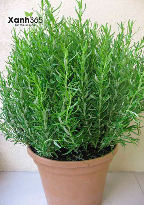 Những công dụng tuyệt vời từ cây hương thảo có thể bạn chưa biết