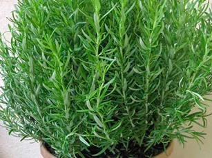 Những công dụng tuyệt vời từ cây hương thảo có thể bạn chưa biết