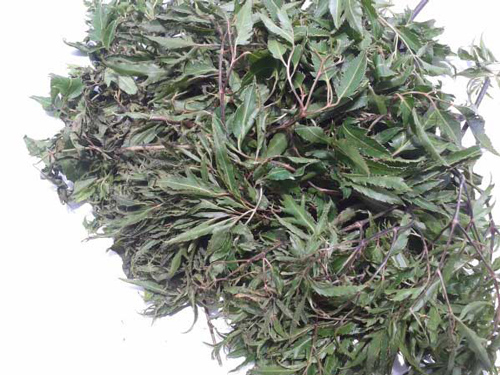 Không chỉ dùng tươi, lá đinh lăng phơi khô cũng có những công dụng bất ngờ này