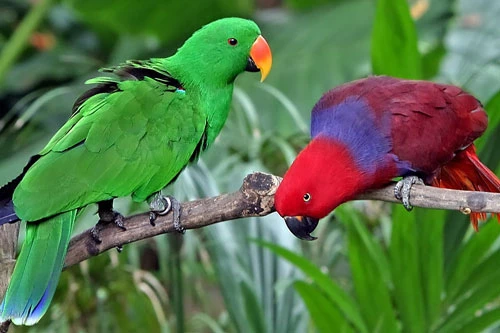 Vẹt Eclectus Parrot Vẹt Eclectus Parrot