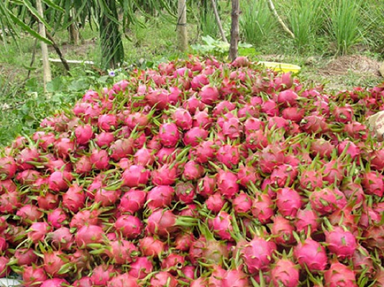 Công văn hỏa tốc về xuất khẩu nông sản qua biên giới đất liền phía Bắc