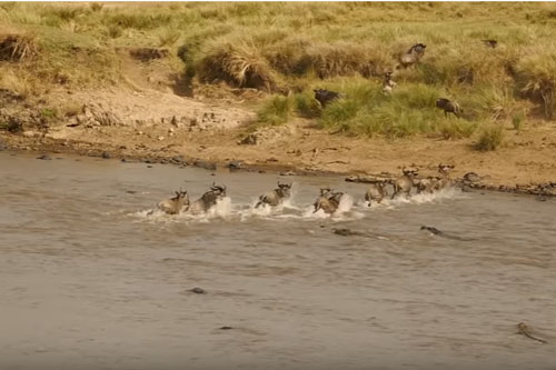 CLIP: Bị cá sấu tấn công, linh dương vẫn "may mắn" thoát chết