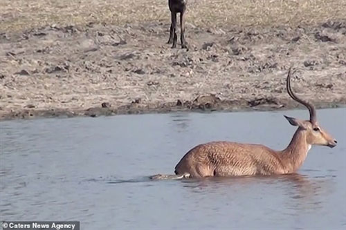 Thoát cá sấu thần kỳ, linh dương bị chó hoang xé xác