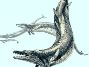 Phát hiện loài cá voi 'dị' trên sa mạc ở Ai Cập