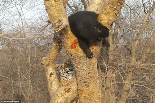 Gầm gừ dọa gấu đen, hổ non nhận cái kết 'bẽ bàng'