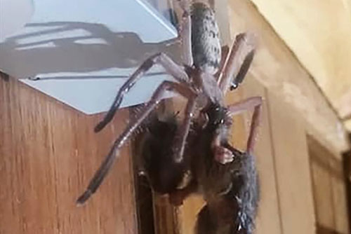 'Hãi hùng' trước cảnh nhện khổng lồ tóm gọn, ăn thịt chuột