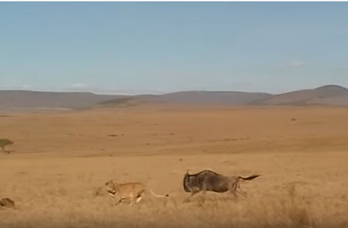 CLIP: Sử tử chạy "té khói" khi tấn công linh dương