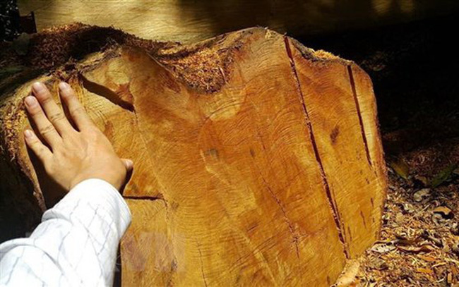 Đắk Lắk: Phát hiện vụ cất giấu, vận chuyển hàng chục cây gỗ giáng hương