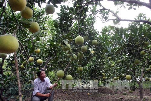 Để đặc sản bưởi Đoan Hùng vươn xa