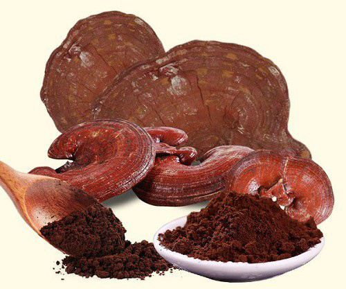 'Đại kỵ' khi dùng nấm linh chi cần biết để không tự mang hoạ